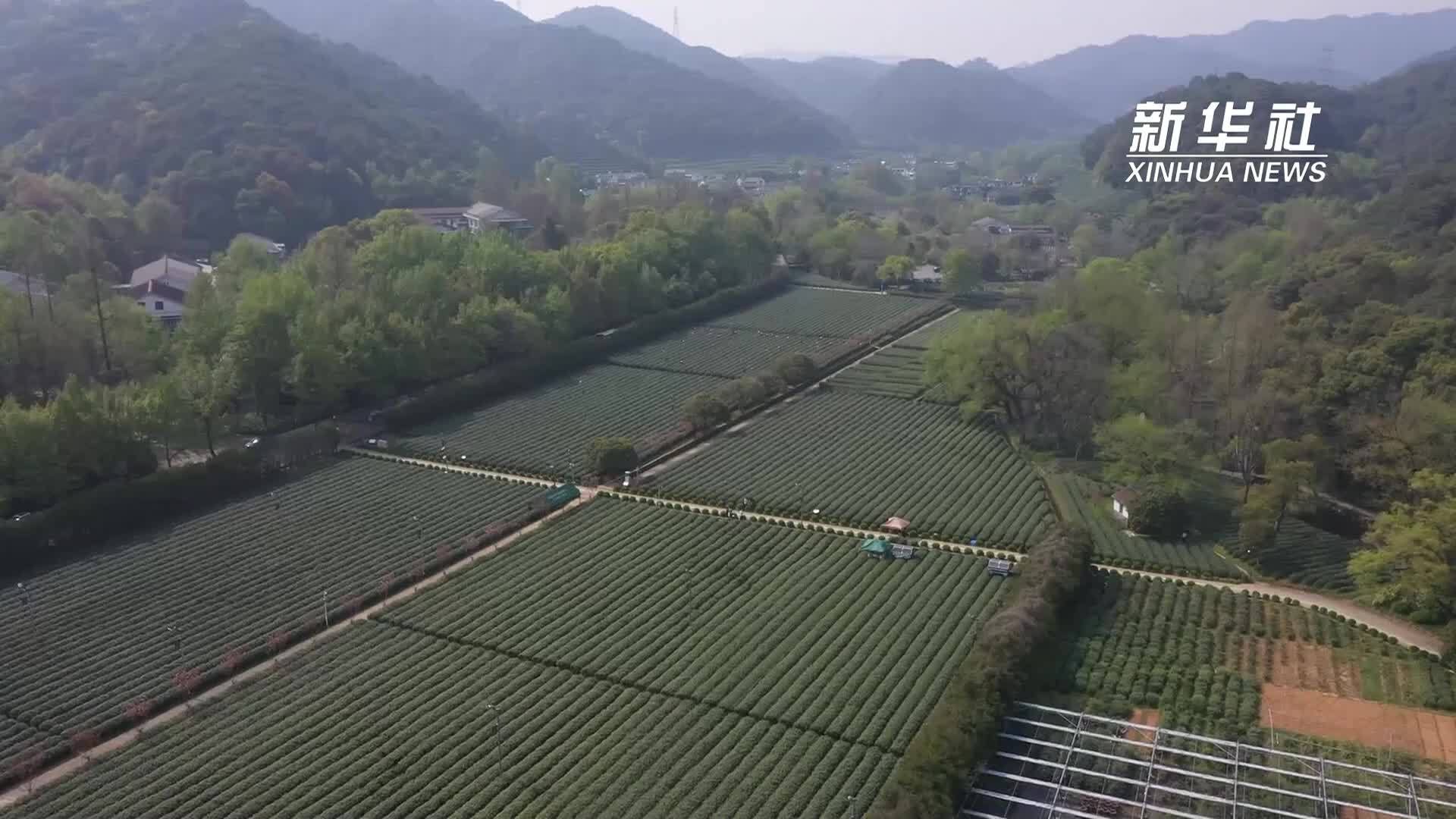 西湖龙井茶基地里的“新科技”
