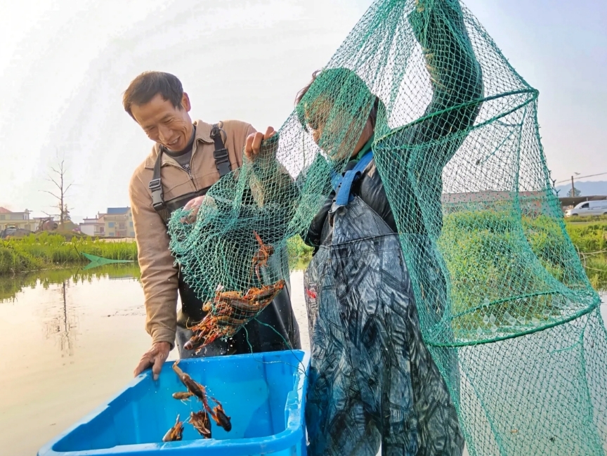 吉安永新县：“稻虾连作”铺就乡村振兴致富路
