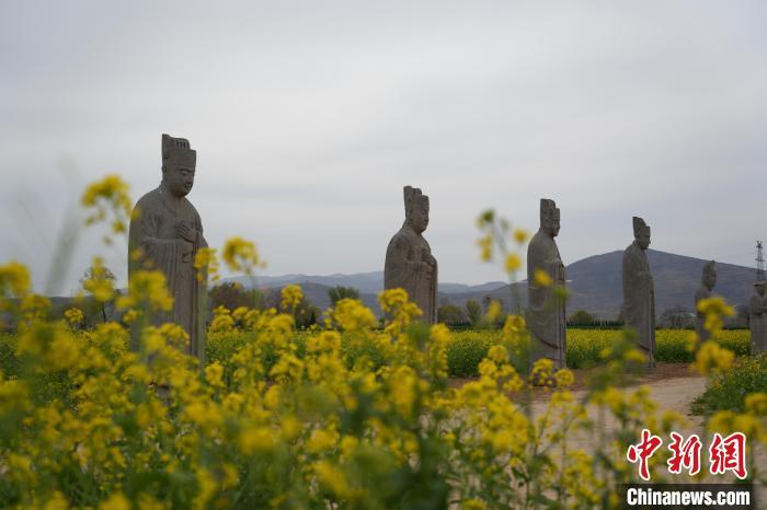 图为盛开的油菜花将石像生“包围”。经晓佳 摄
