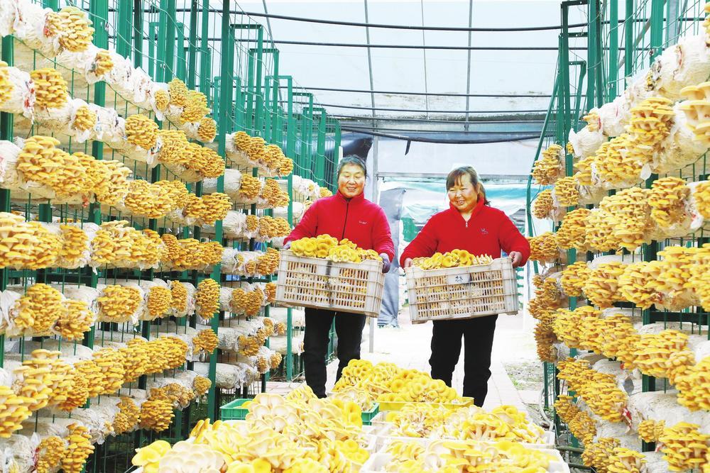 3月28日，在两当县左家乡左家村黄波菌业种植基地，村民正在采摘榆黄菇。该基地以“公司+基地+农户+党支部”的发展经营模式，建成集中连片的食用菌智能种植大棚200座，食用菌已成为当地农民稳定增收的特色产业。