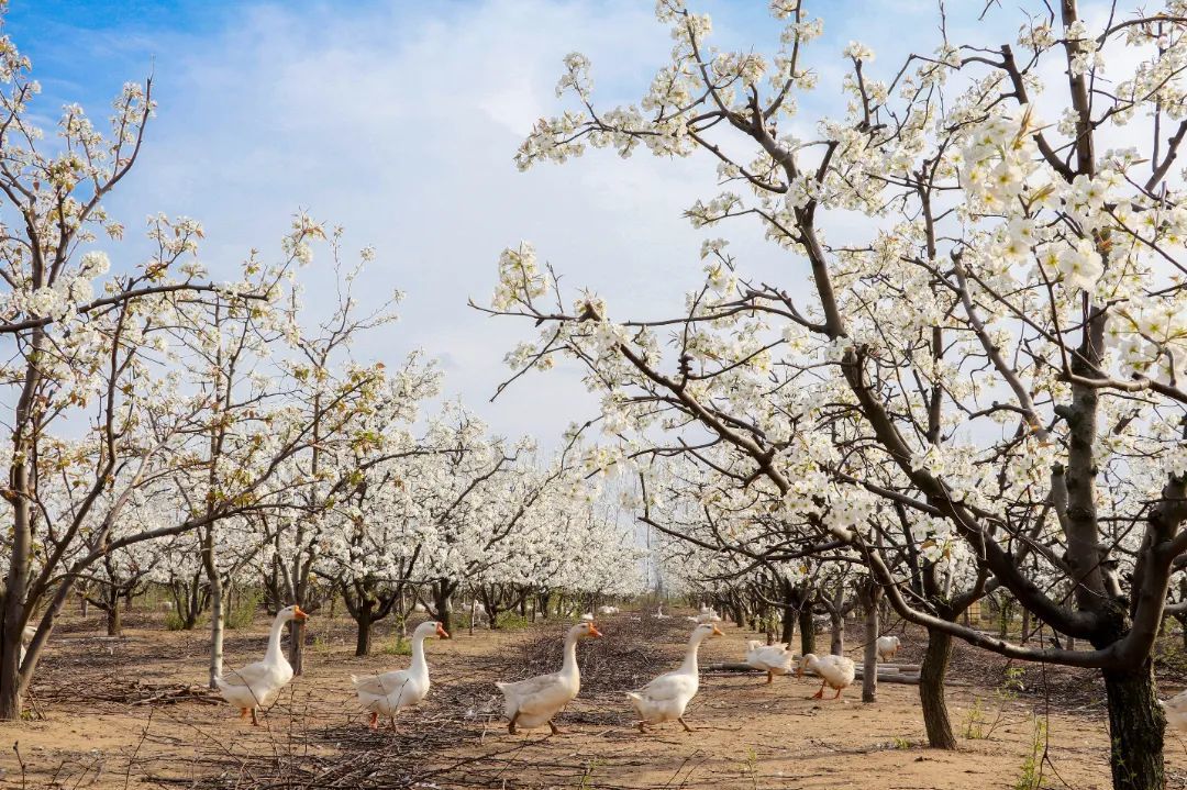何寨村万亩梨园1.jpg