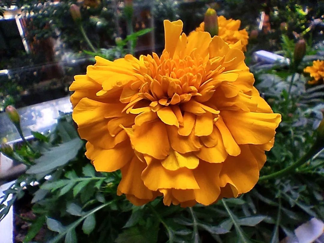 180元!我买了台格力绝版手机:难怪董明珠也带不动货