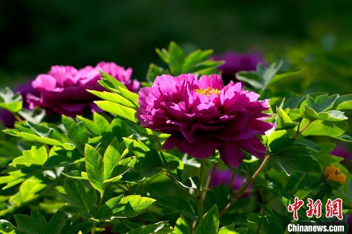 图为绽放的牡丹。中新社记者 李超庆 摄