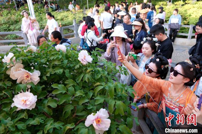 河南洛阳牡丹绽放引客来