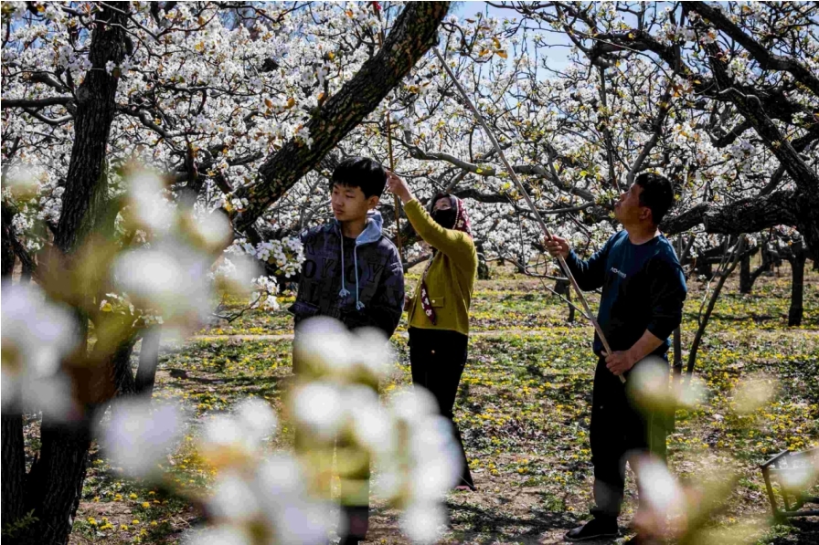 沧州泊头：梨花香满园，踏青正当时