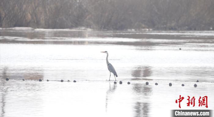 游客拍摄的丹顶鹤。鸡西市委宣传部 供图