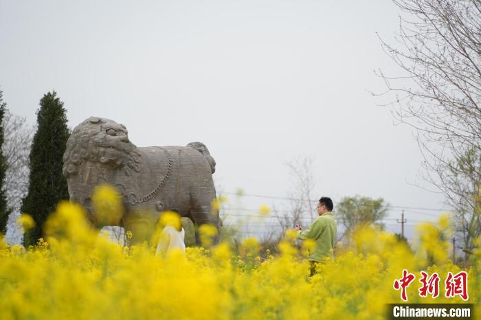 图为永泰陵内油菜花绽放。经晓佳 摄
