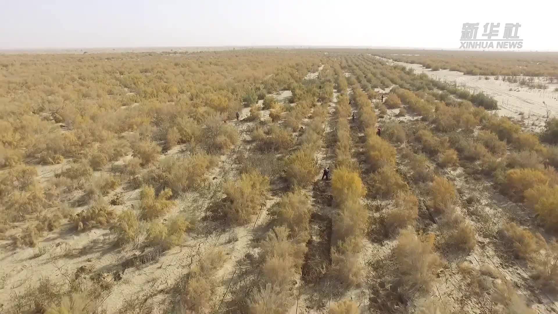 新疆启动肉苁蓉产业提质增效关键技术项目
