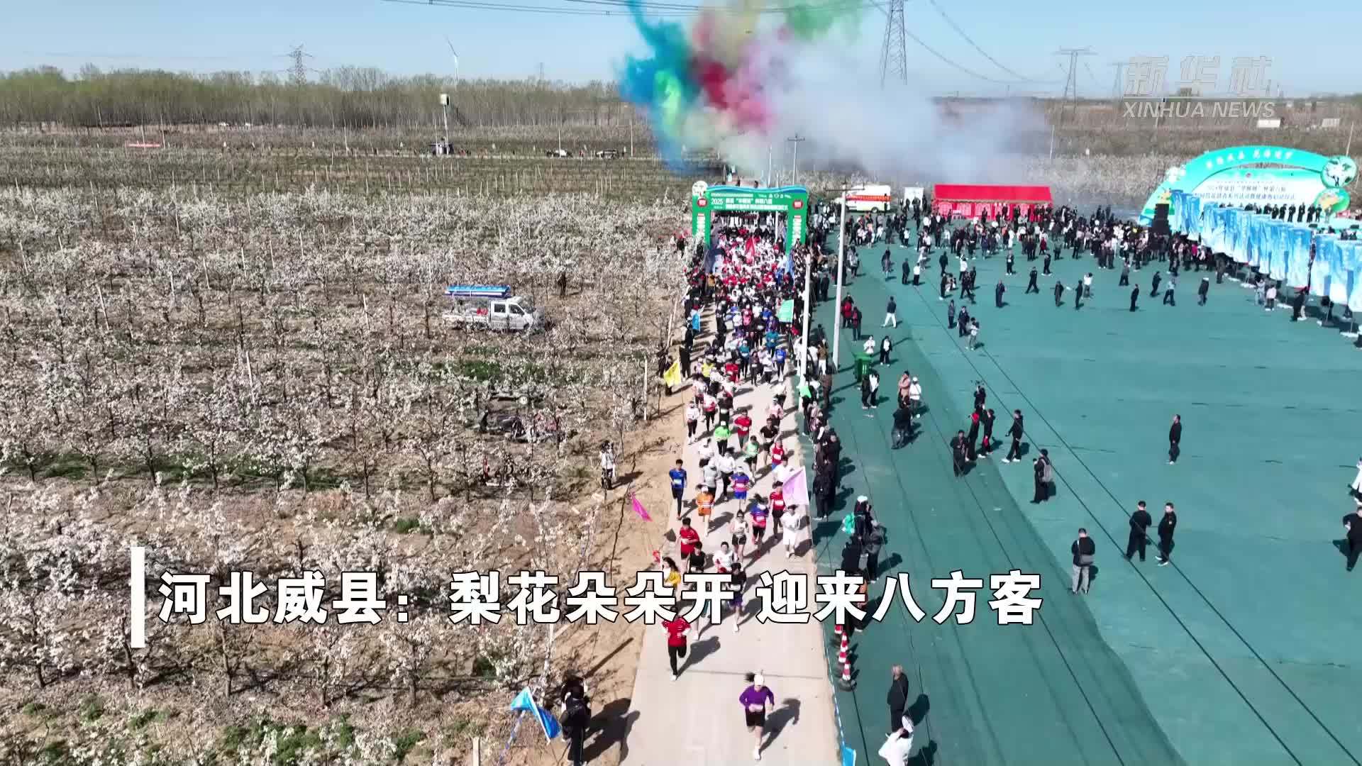 河北威县：梨花朵朵开 迎来八方客