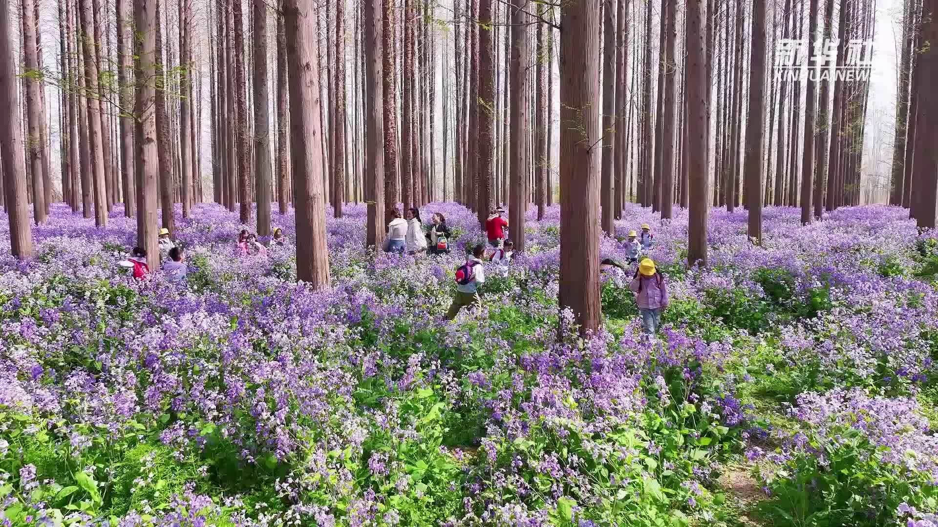 春满胜景文旅旺｜江苏金湖：二月兰盛放游客来