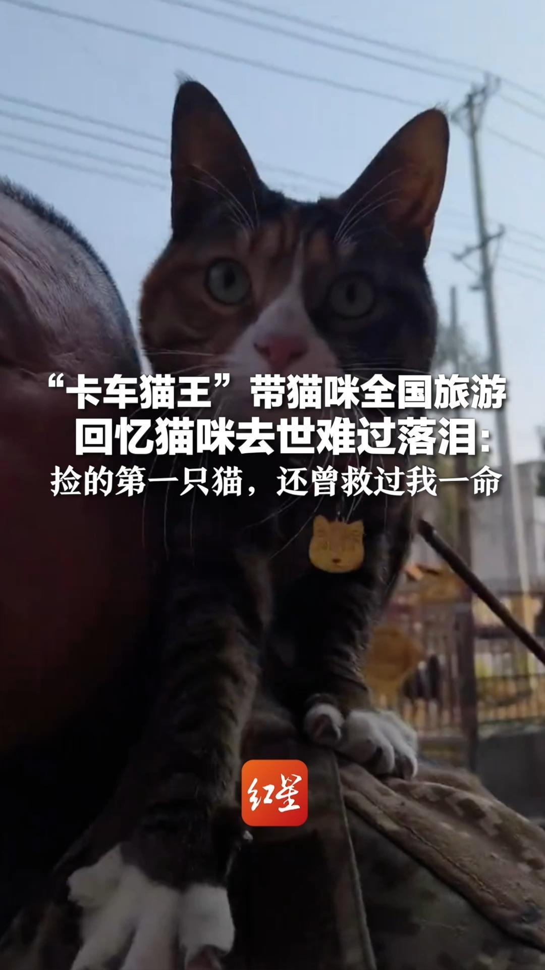 “卡车猫王”带猫咪全国旅游 回忆猫咪去世难过落泪：捡的第一只猫，还曾救过我一命