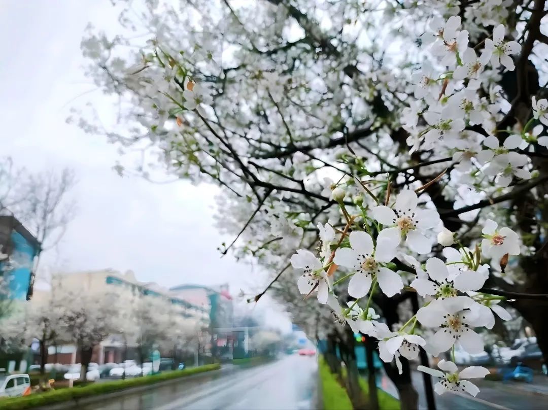 梨花 (3).jpg