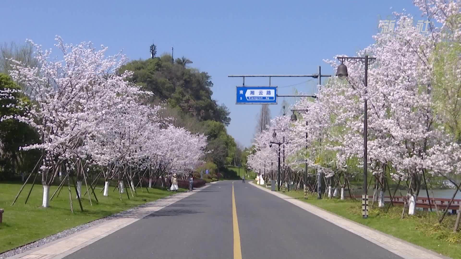 赏花踏春正当时“春日经济”活力旺