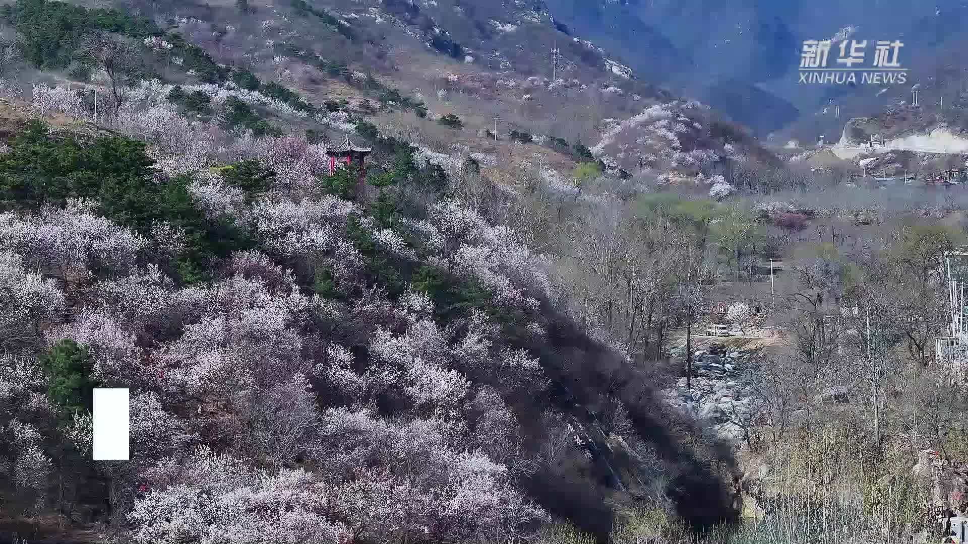 千城胜景｜河北赞皇：太行杏花竞开放
