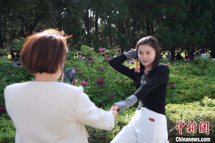 图为绽放的牡丹吸引游客打卡。中新社记者 李超庆 摄