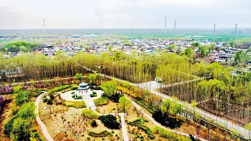 4月1日，阜城县阜城镇冯塔头村被绿植环绕，一片春意盎然。 本组图片由本报记者焦磊摄