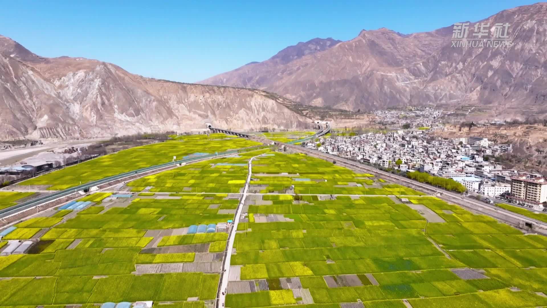 甘肃陇南：油菜花海绘就乡村振兴新画卷