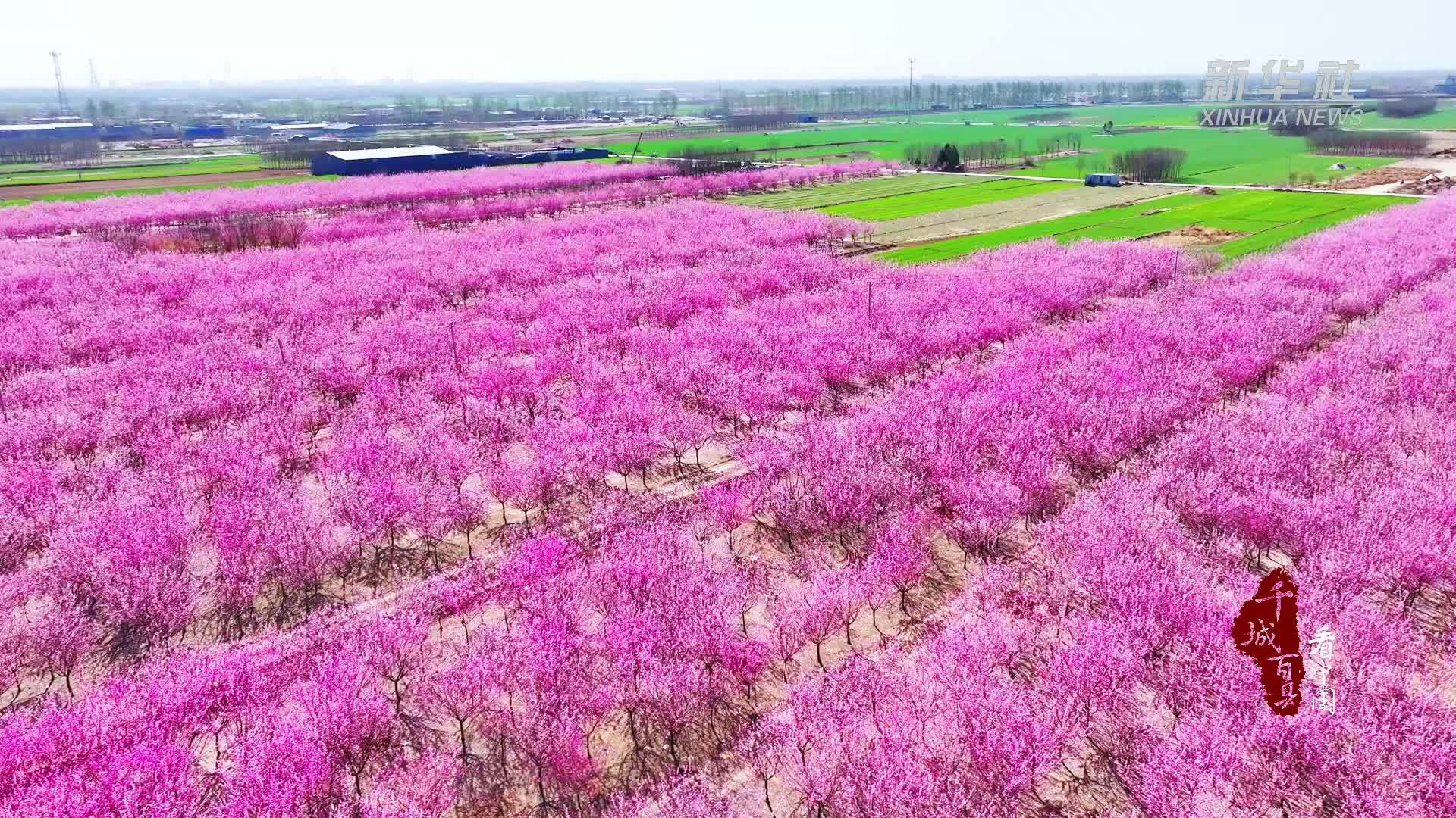 千城百县看中国｜河北博野：喜上“梅”梢 人间是春