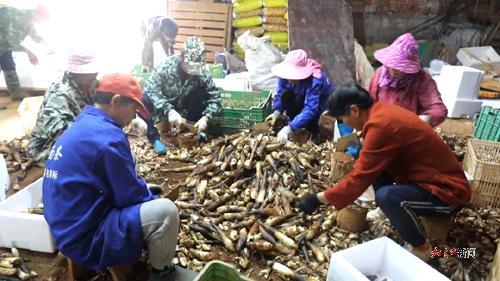 村民在挑选竹笋