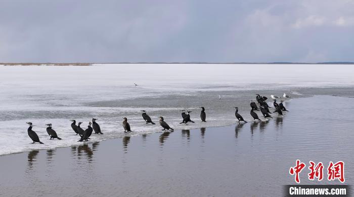 在水边停歇的鸟群。鸡西市委宣传部 供图