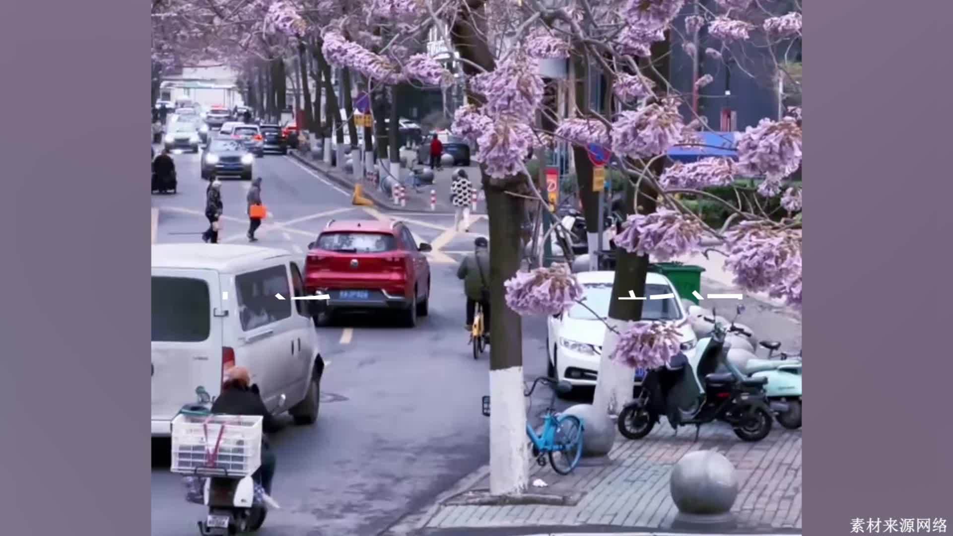 武汉位列清明节赏花游十大热门城市：晚樱迎来盛开期，数十种花卉接力登场
