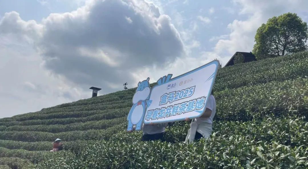 盒马与艺福堂合作的龙井鲜茶基地 雪豹财经社/摄