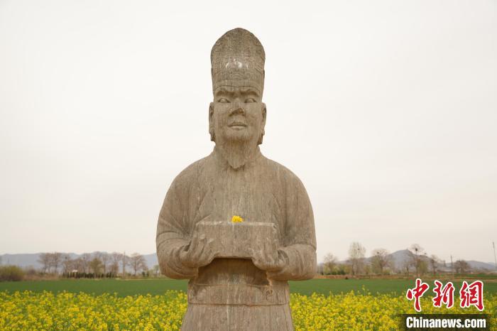 图为盛开的油菜花将石像生“包围”。经晓佳 摄