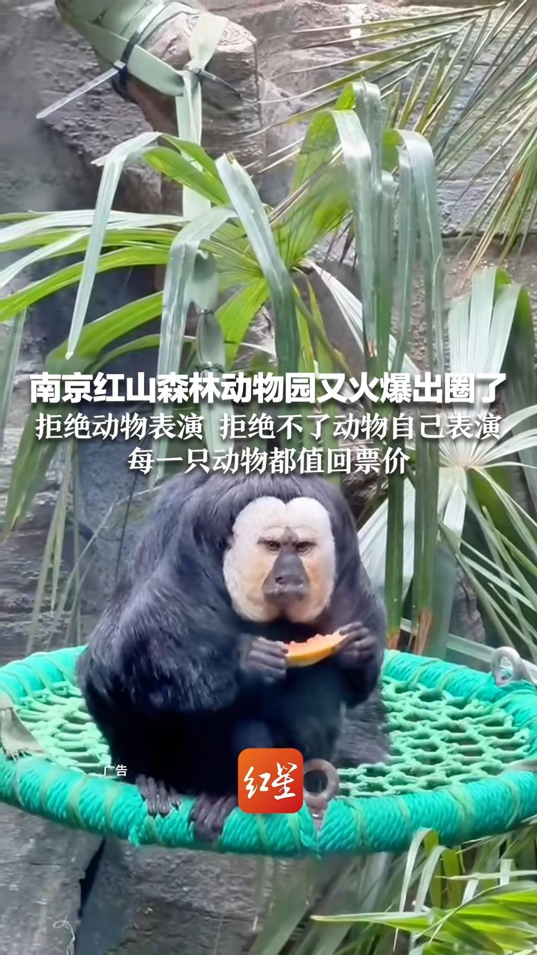 南京红山森林动物园又火爆出圈了 拒绝动物表演 拒绝不了动物自己表演 每一只动物都值回票价