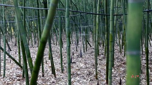 种植的成片雷竹