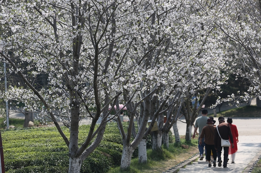江西南昌县:春意浓 花有约