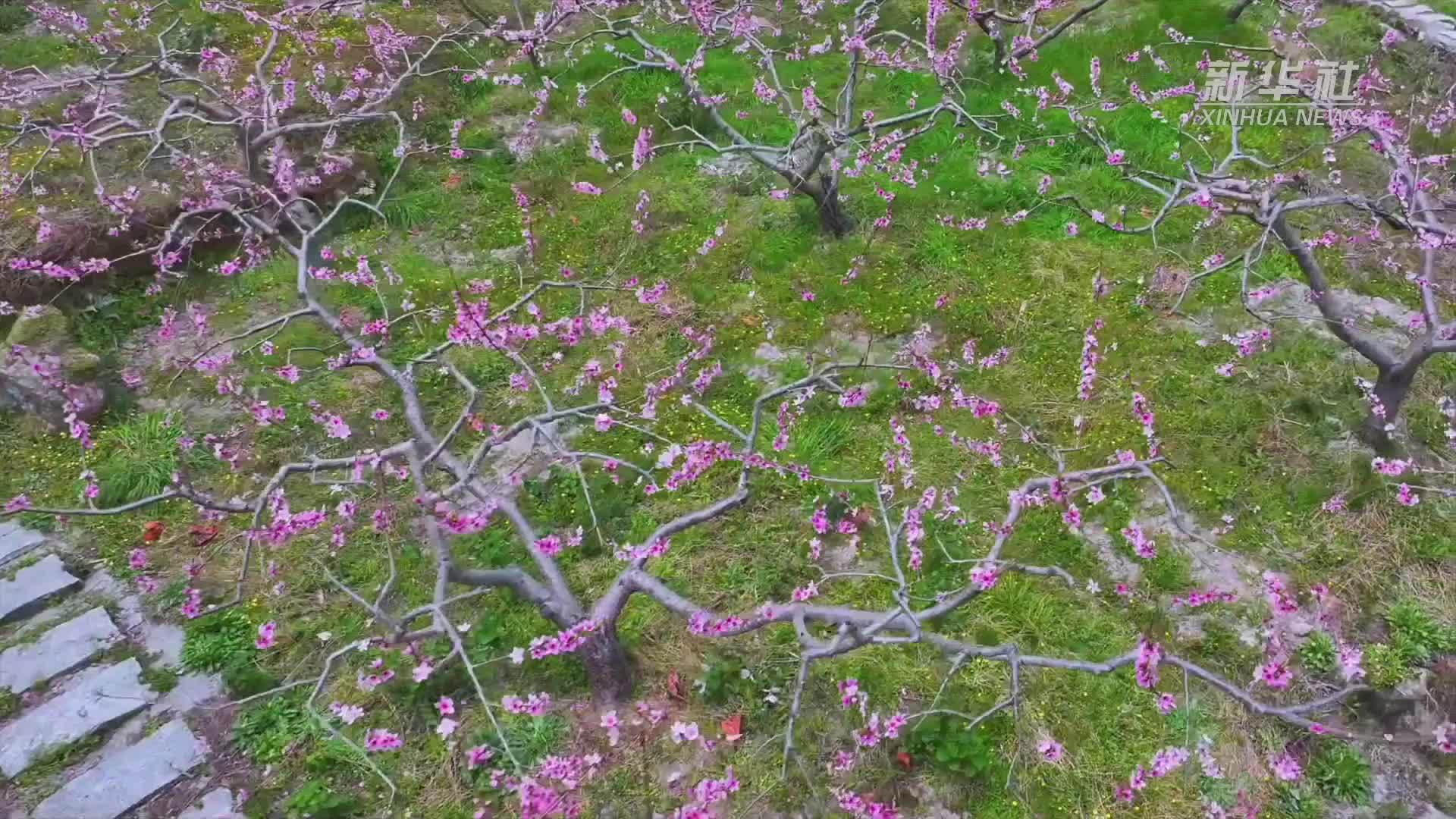 湖南南岳：灼灼桃花映振兴