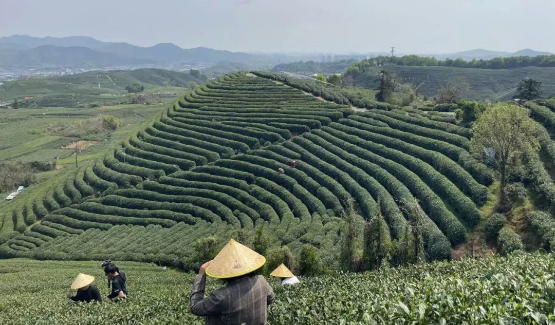 茶农在山上采摘茶叶 雪豹财经社/摄