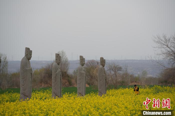 图为永泰陵内油菜花绽放。经晓佳 摄