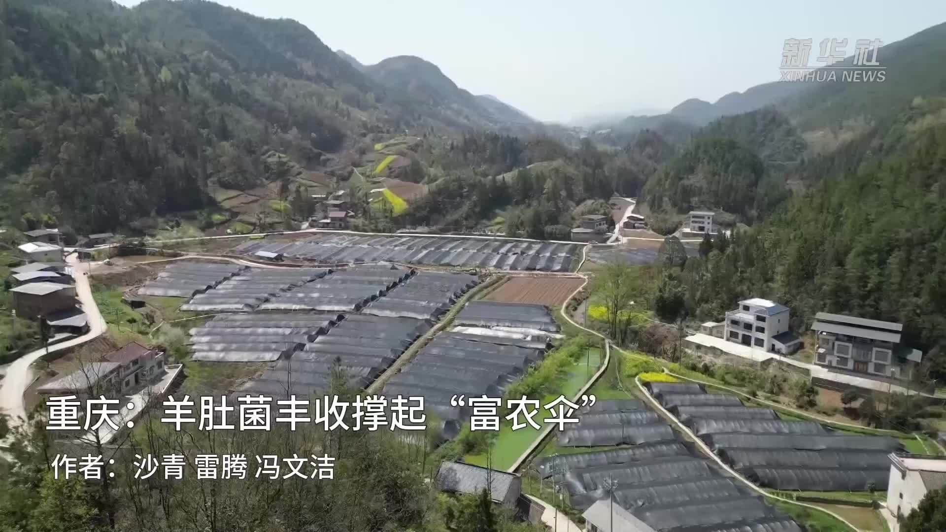 重庆：羊肚菌丰收撑起“富民伞”