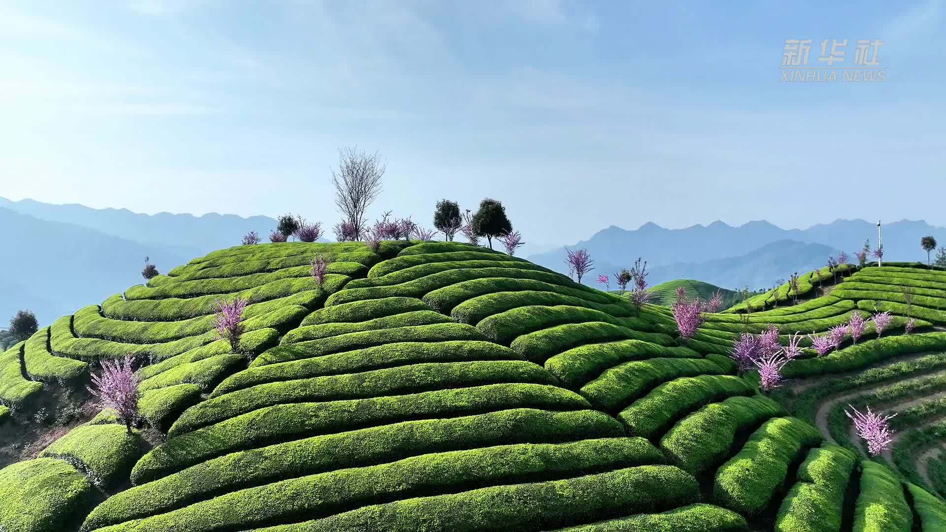 瞰中国｜湖北鹤峰：樱染茶枞 春漫千峰