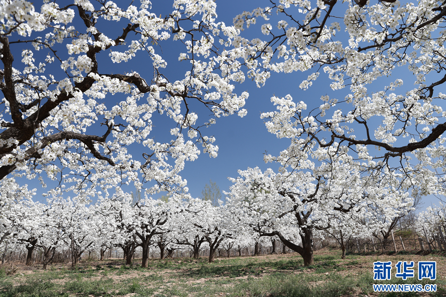 4月6日，河南省内黄县东庄镇西野庄村梨园内盛开的梨花。