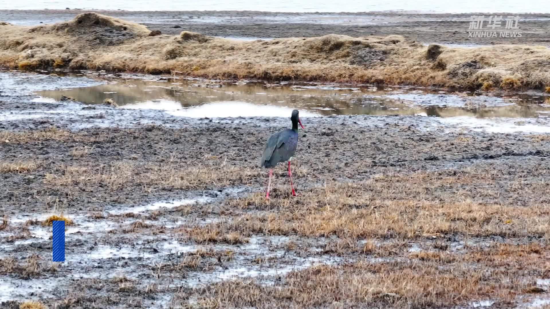 “鸟中大熊猫”黑鹳现身三江源