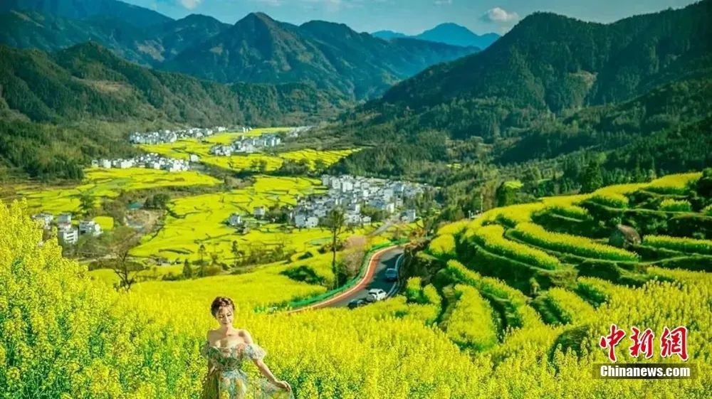 >婺源油菜花盛開(kāi)。圖源：上饒文旅