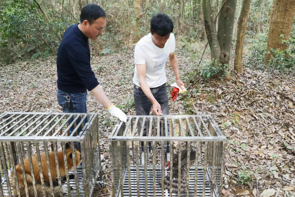 鳳頭鷹、獼猴、赤狐……景德鎮昌江區放歸一批野生動物