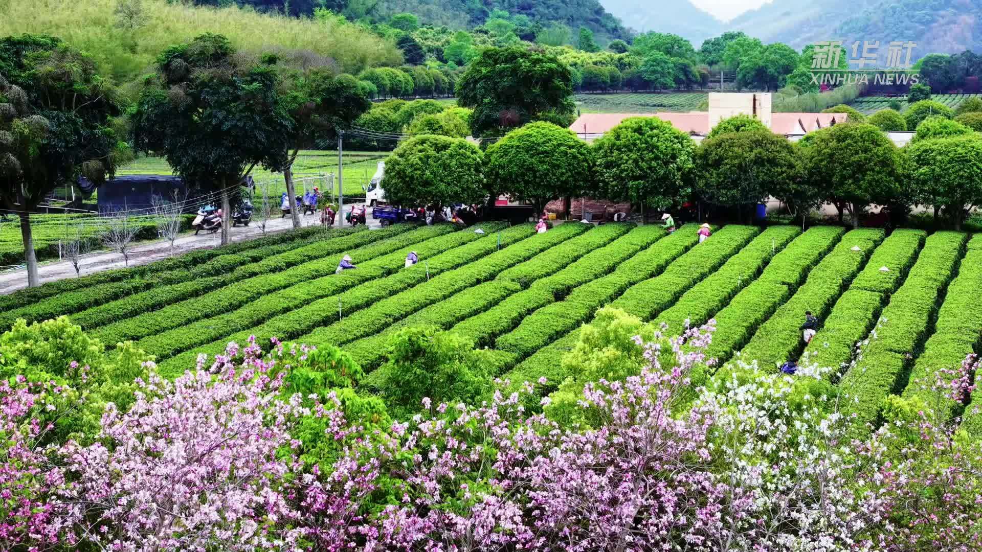 广东英德：18万亩茶园迎来“头采”季