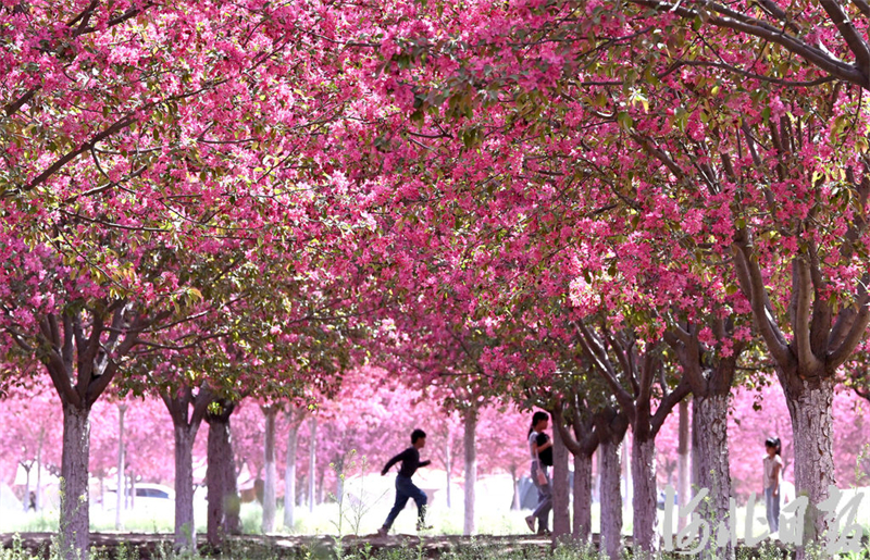 海棠花开醉游人2.jpeg