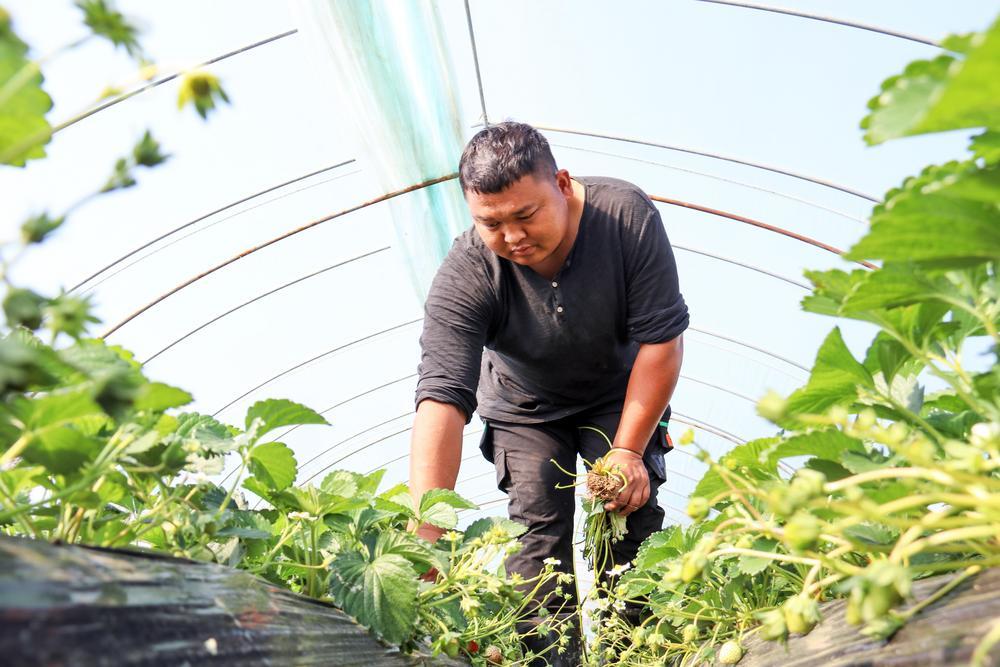 奉新县干洲镇岗前村草莓基地内，种植户正在清除杂草。 （廖立越 摄）