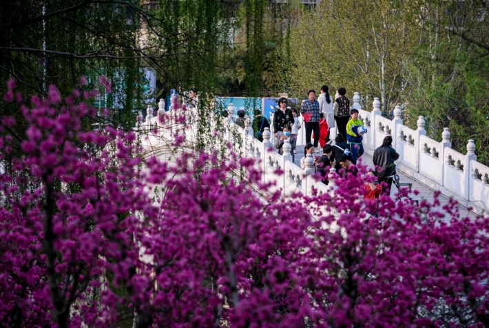 【组图】河北沧州：游人踏青共赏“花花世界”