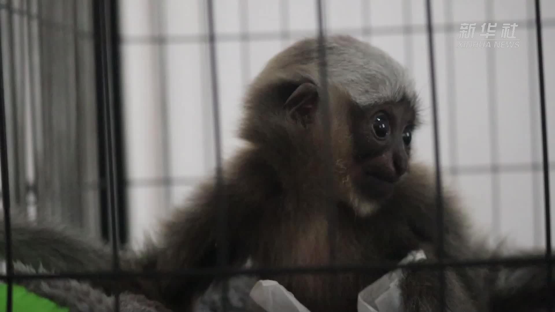 东白眉长臂猿“春禾”：见证人工与母猿混养的救护故事