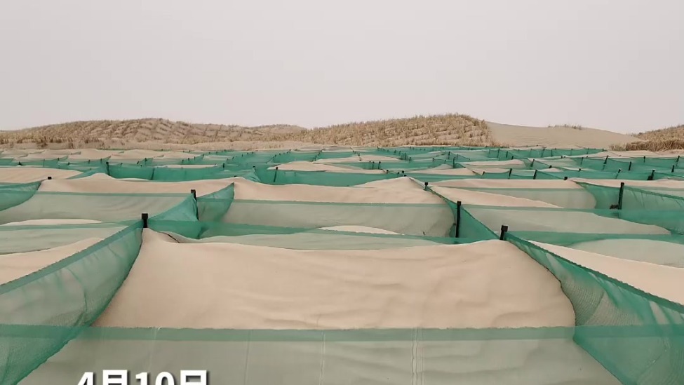 若羌县创新固沙试验 六种工程固沙你见过吗？