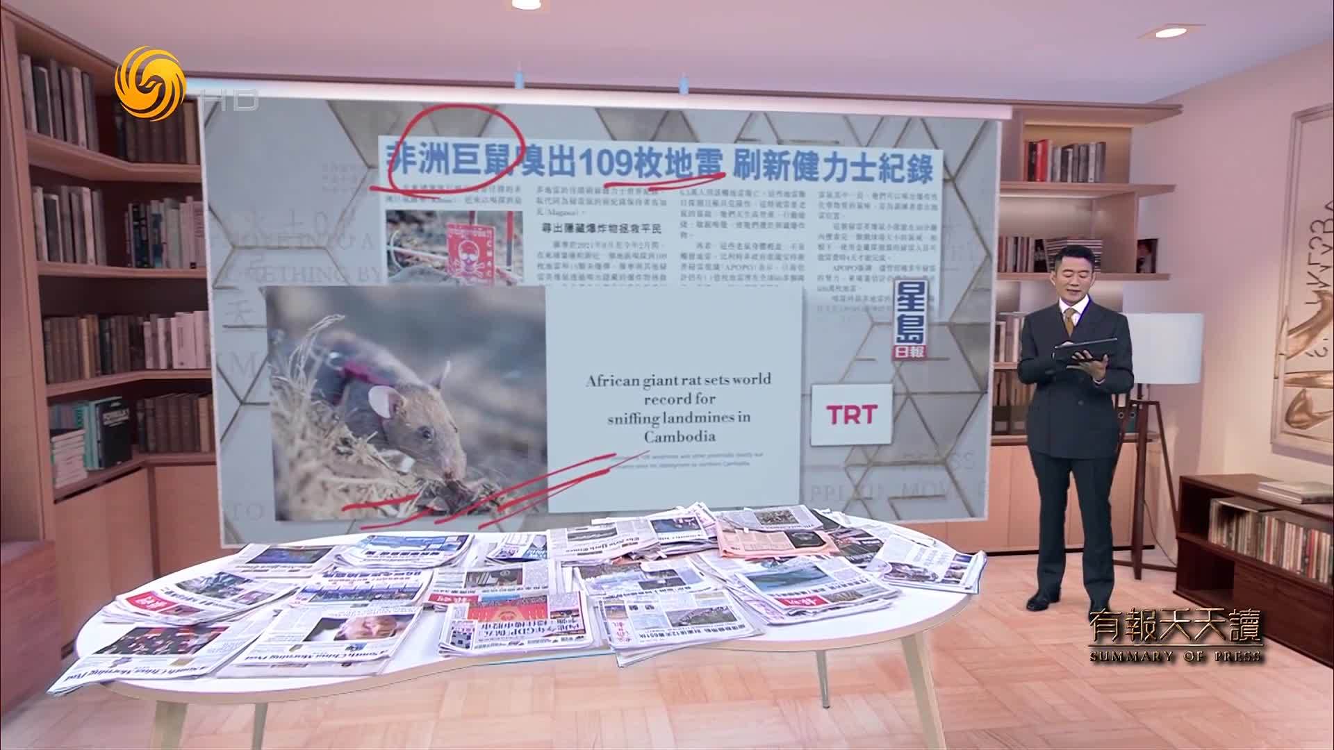 星岛日报：非洲巨鼠嗅出109枚地雷  刷新健力士纪录