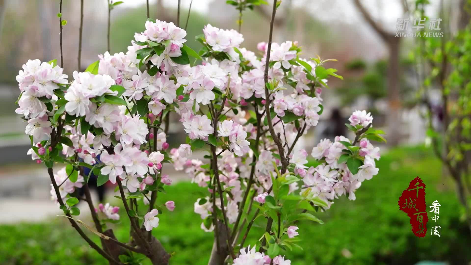 千城百县看中国｜河北石家庄：美好春光尽显