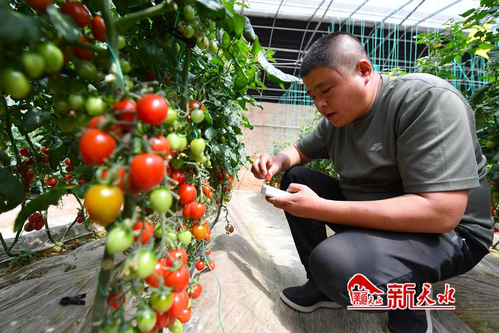 严把品控关,对即将成熟的小番茄进行糖度检测。