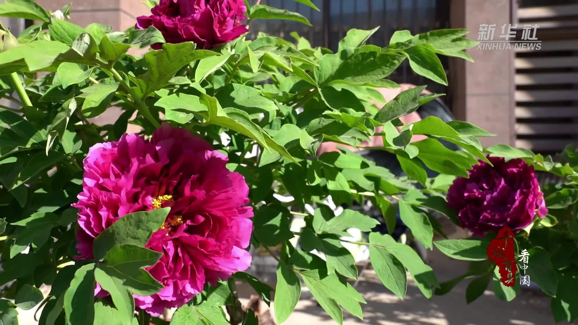 千城百县看中国｜山东菏泽：指尖艺术 牡丹香牌