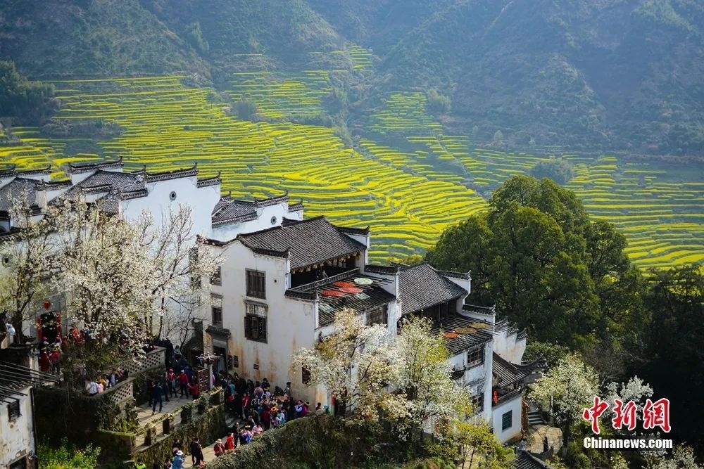 江西婺源油菜花海迎春綻放。篁嶺景區(qū)供圖